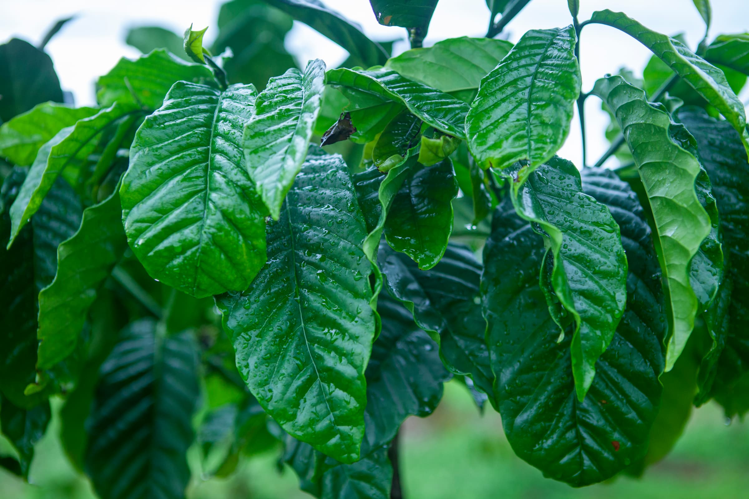 20 HEALTHY ROBUSTA LEAVES IMG 0856