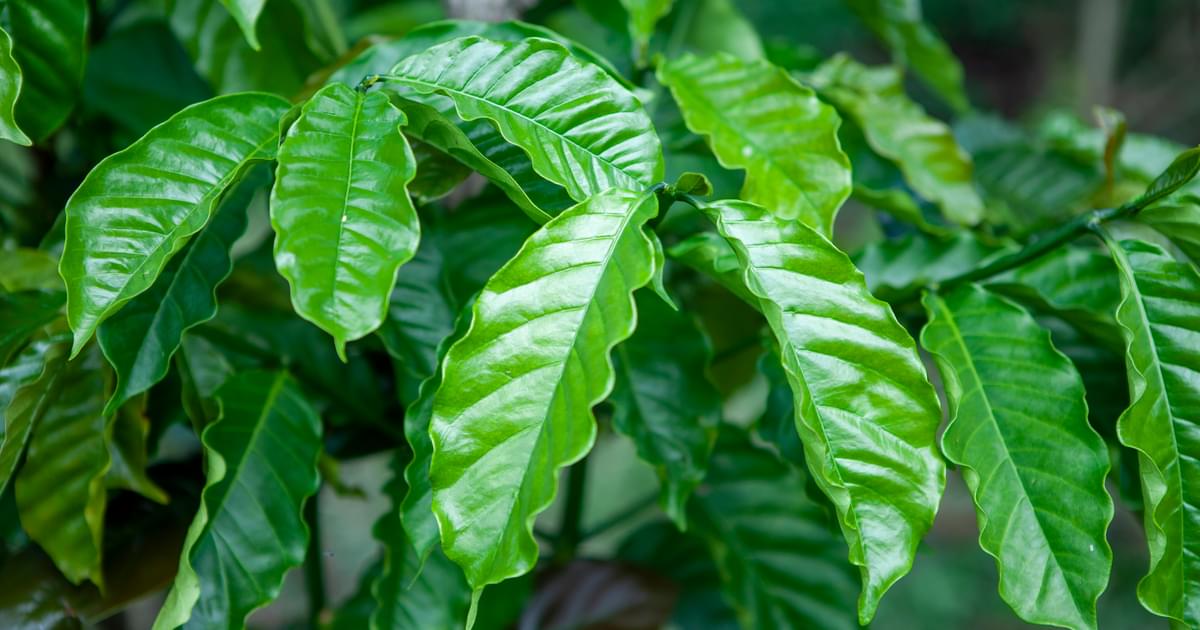 World Coffee Research | Strengthening global robusta production: an…
