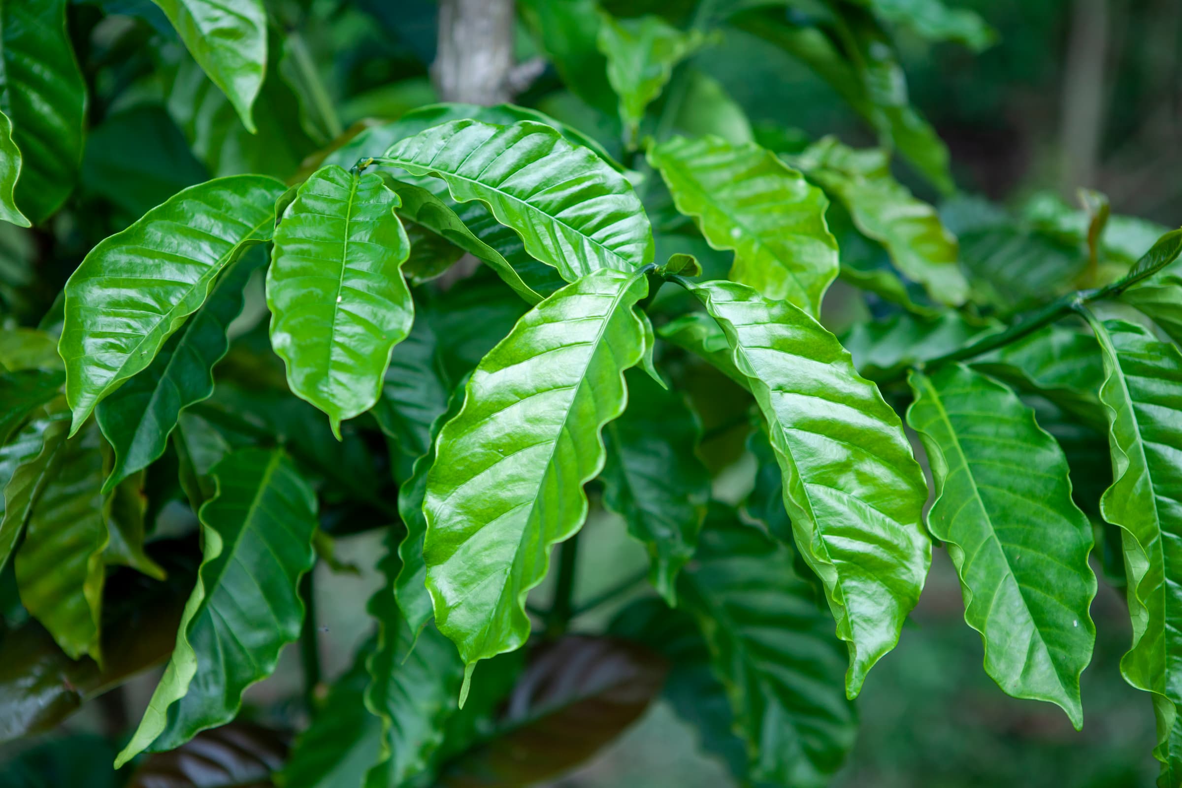 Healthy robusta leaves