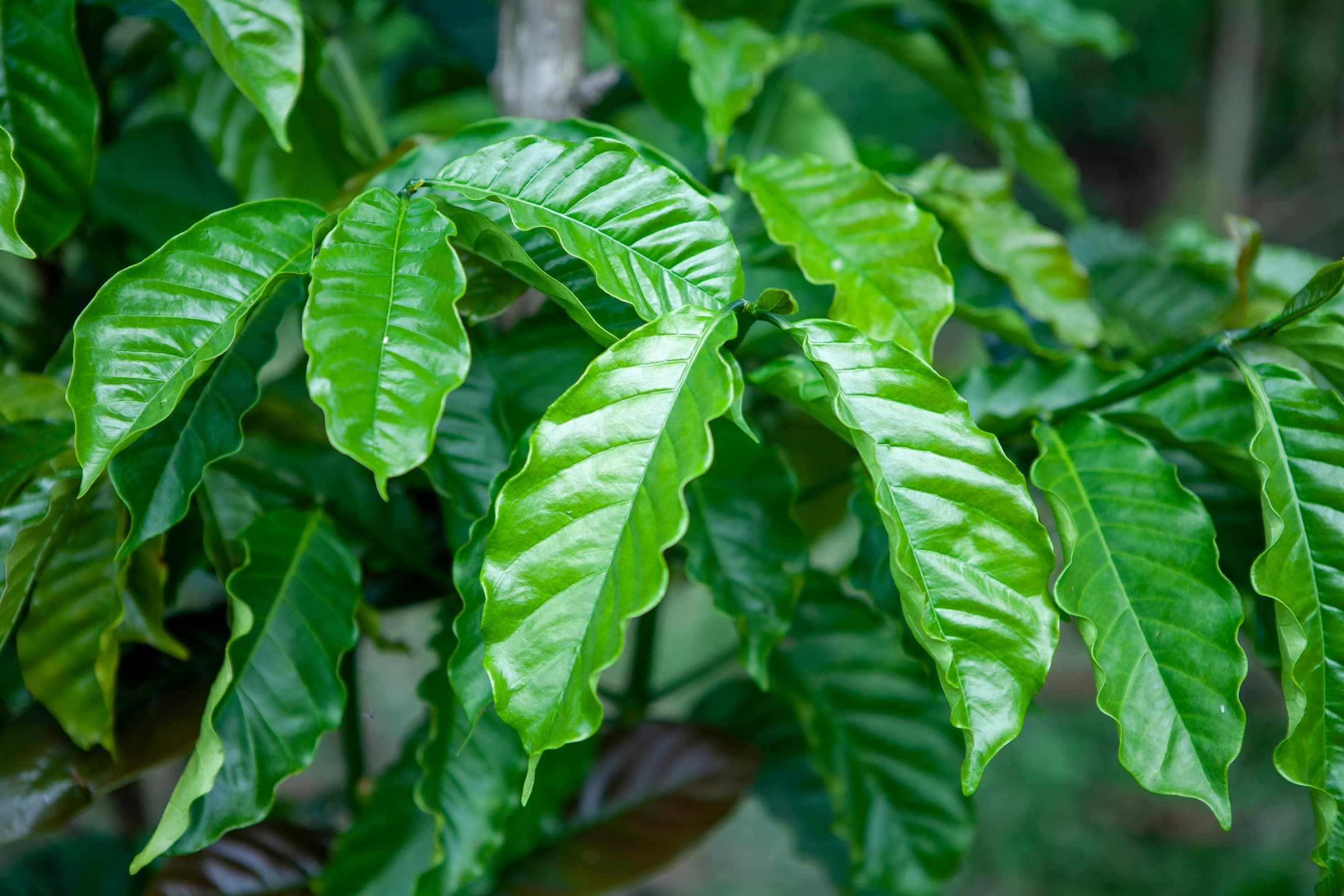 20 HEALTHY ROBUSTA LEAVES IMG 1033