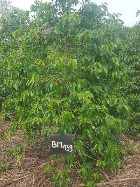 Bourbon Mayaguez 139 1