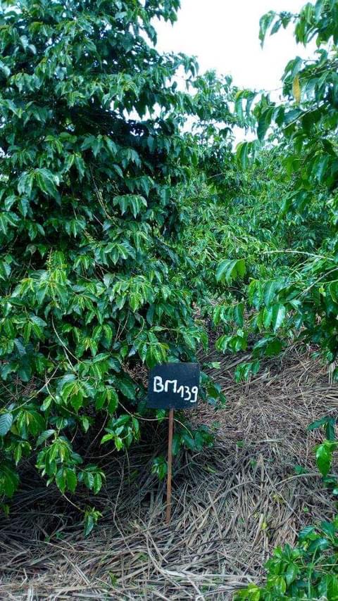 Bourbon Mayaguez 139 2