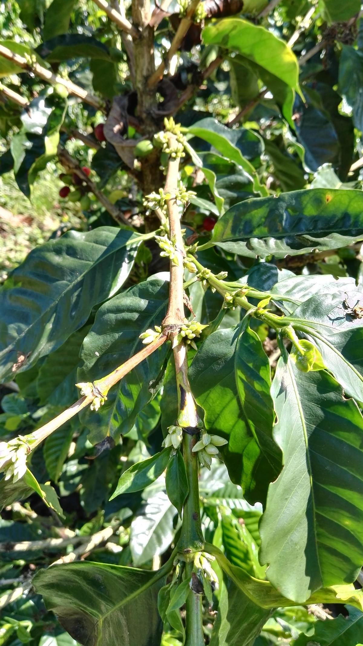 World Coffee Research casiopea