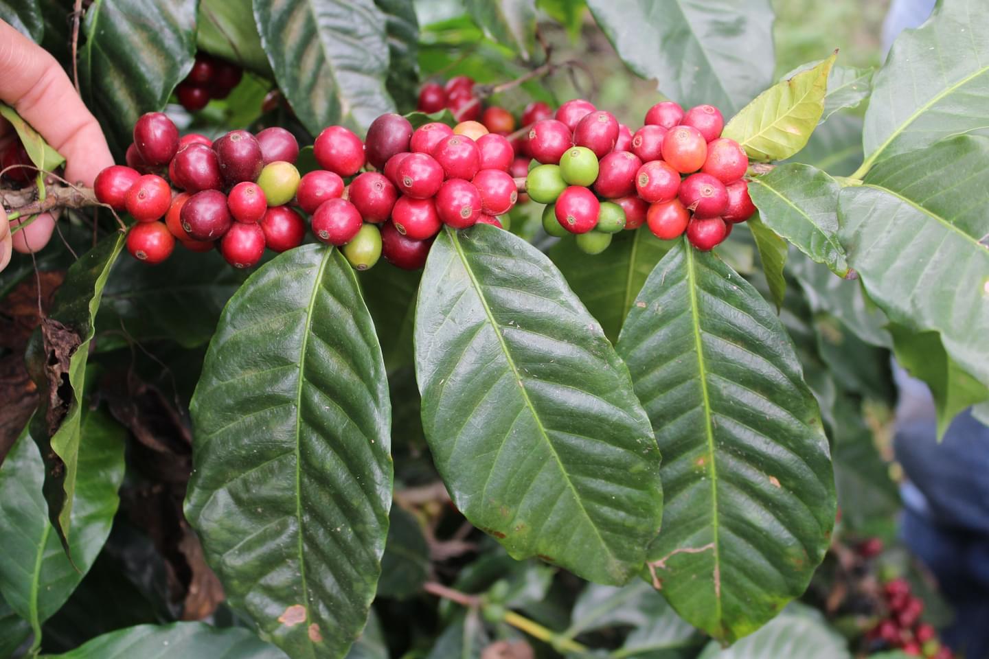 World Coffee Research | Catuaí