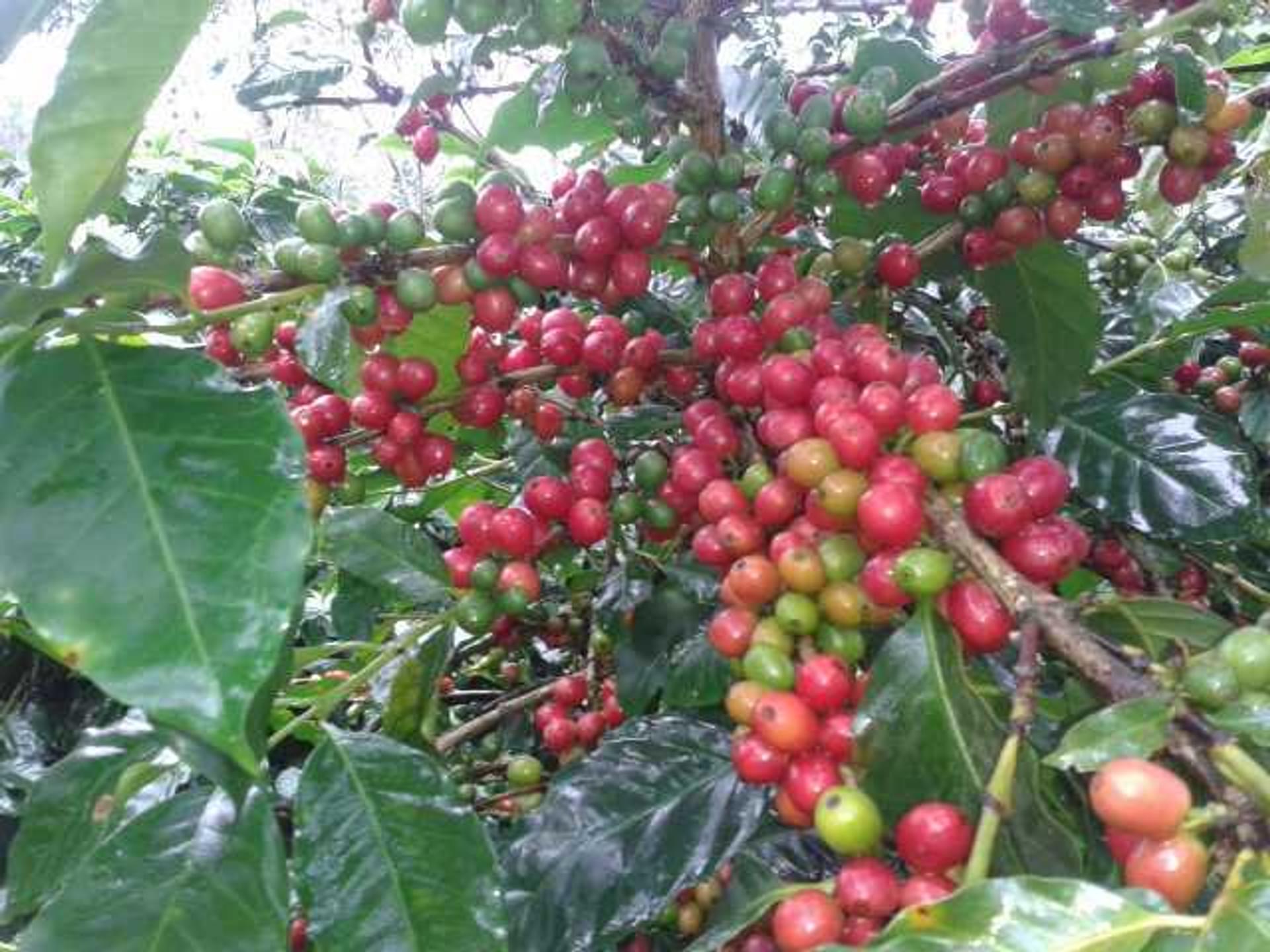 World Coffee Research | sl28