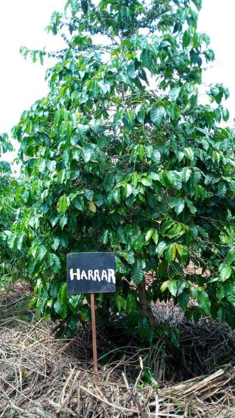 Harrar Rwanda 1