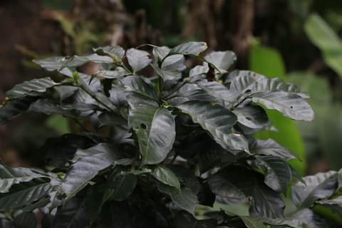 IHCAFE 90 1