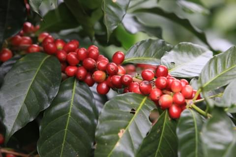 IHCAFE 90 2