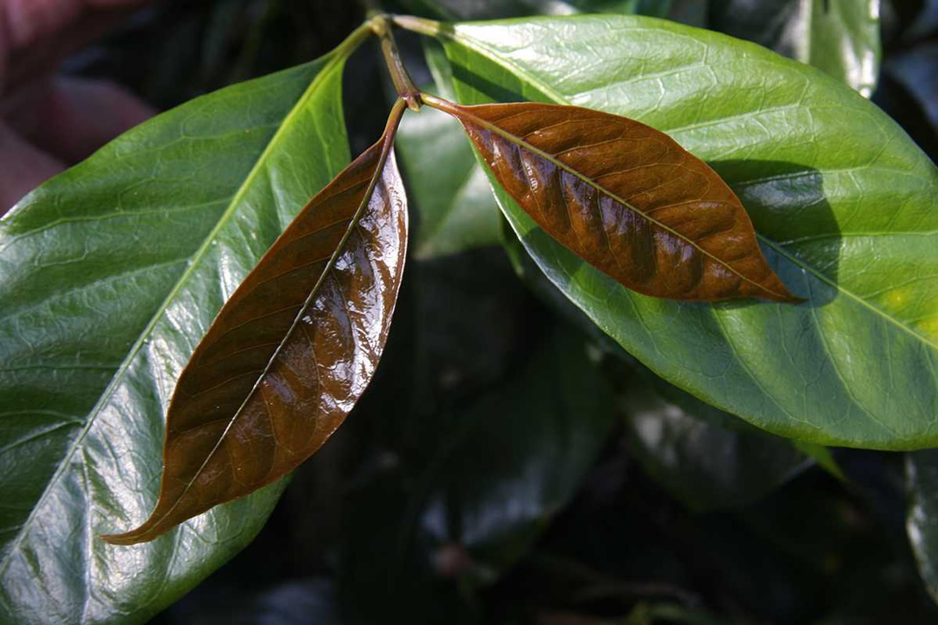 Coffee tree with ripe berries