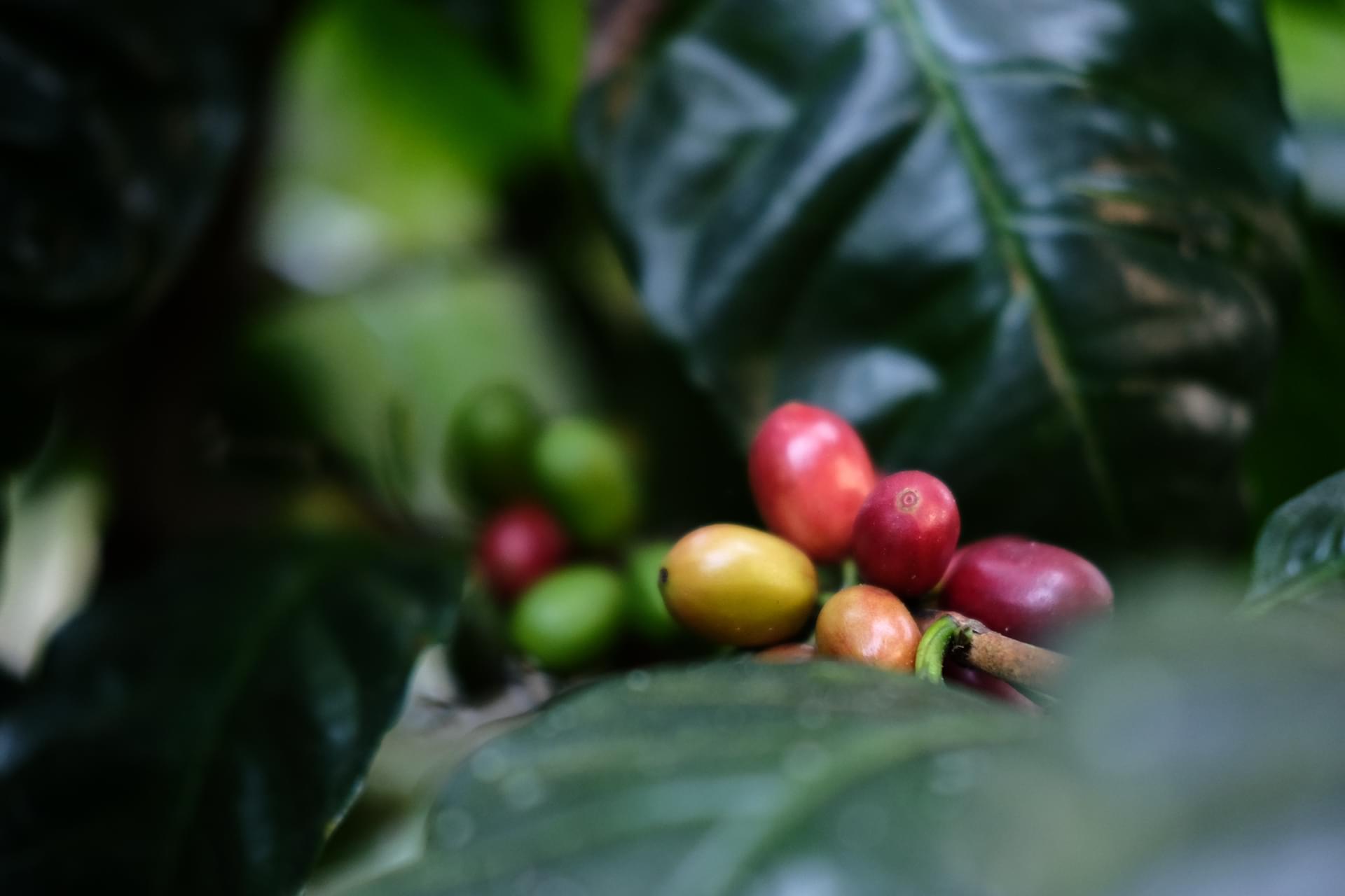 World Coffee Research maragogipe