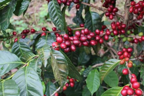 Pacamara 1
