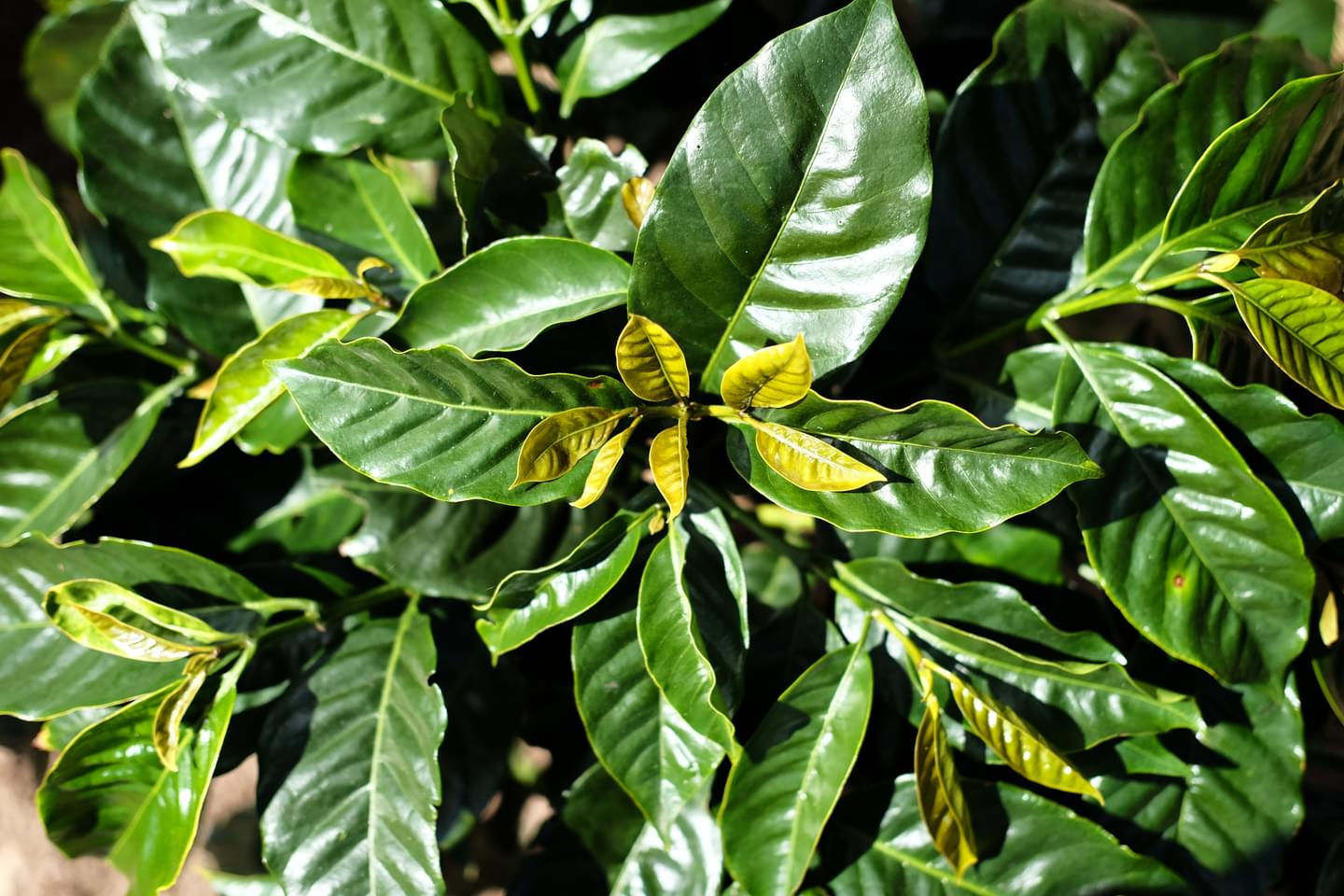 World Coffee Research | sl28