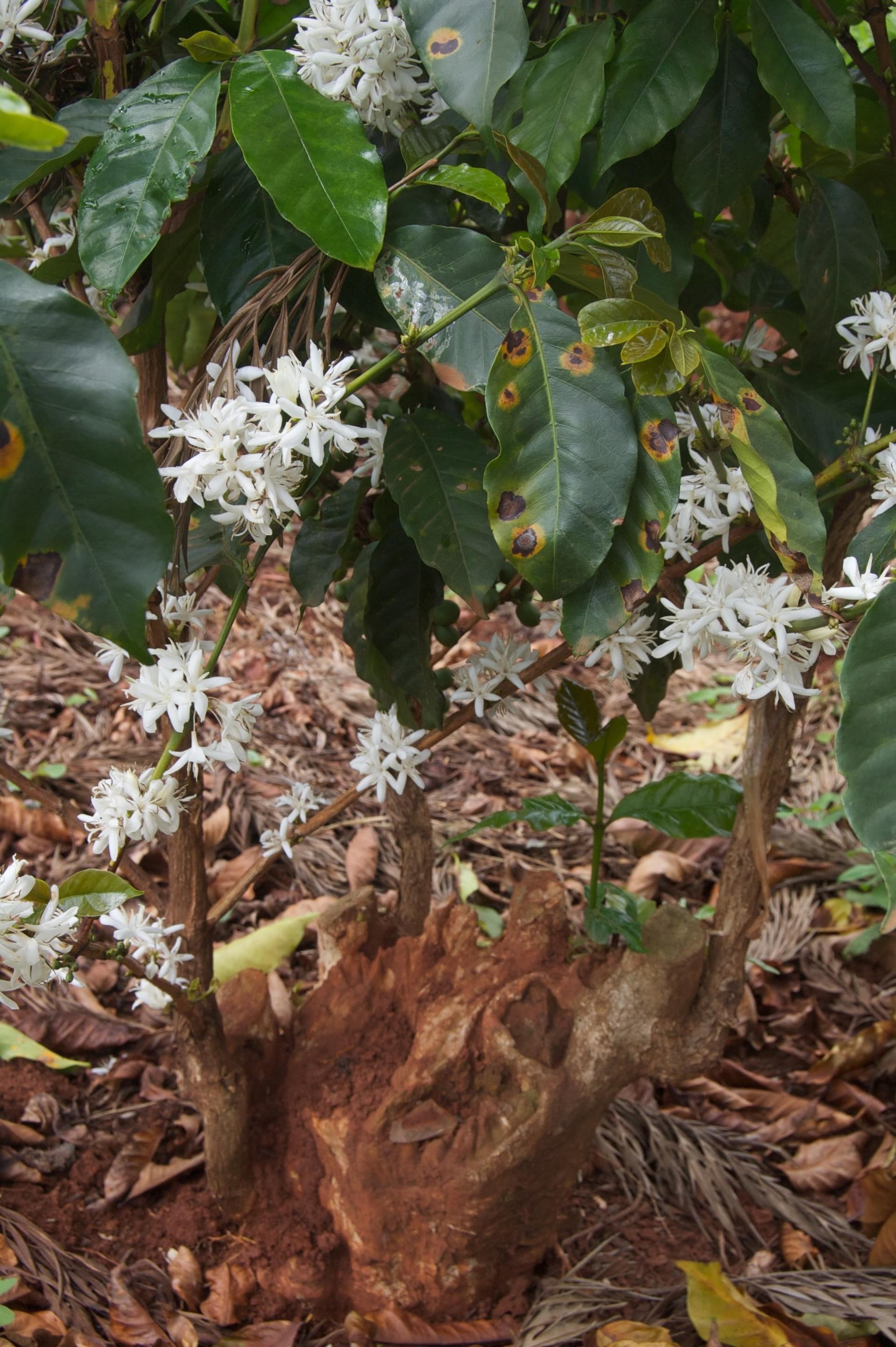 Cà phê Arabica SL28 (1)