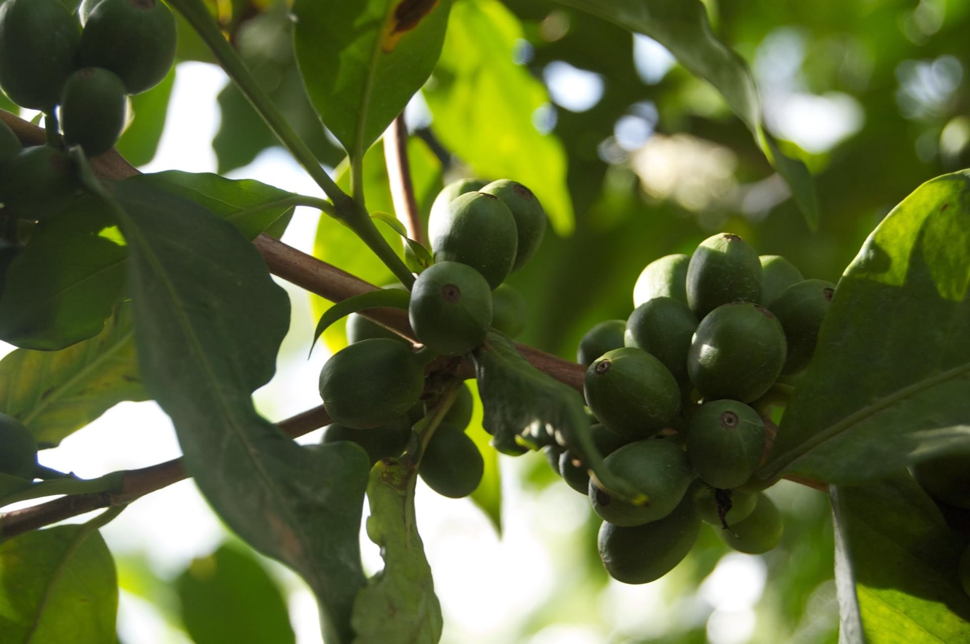 World Coffee Research | sl28