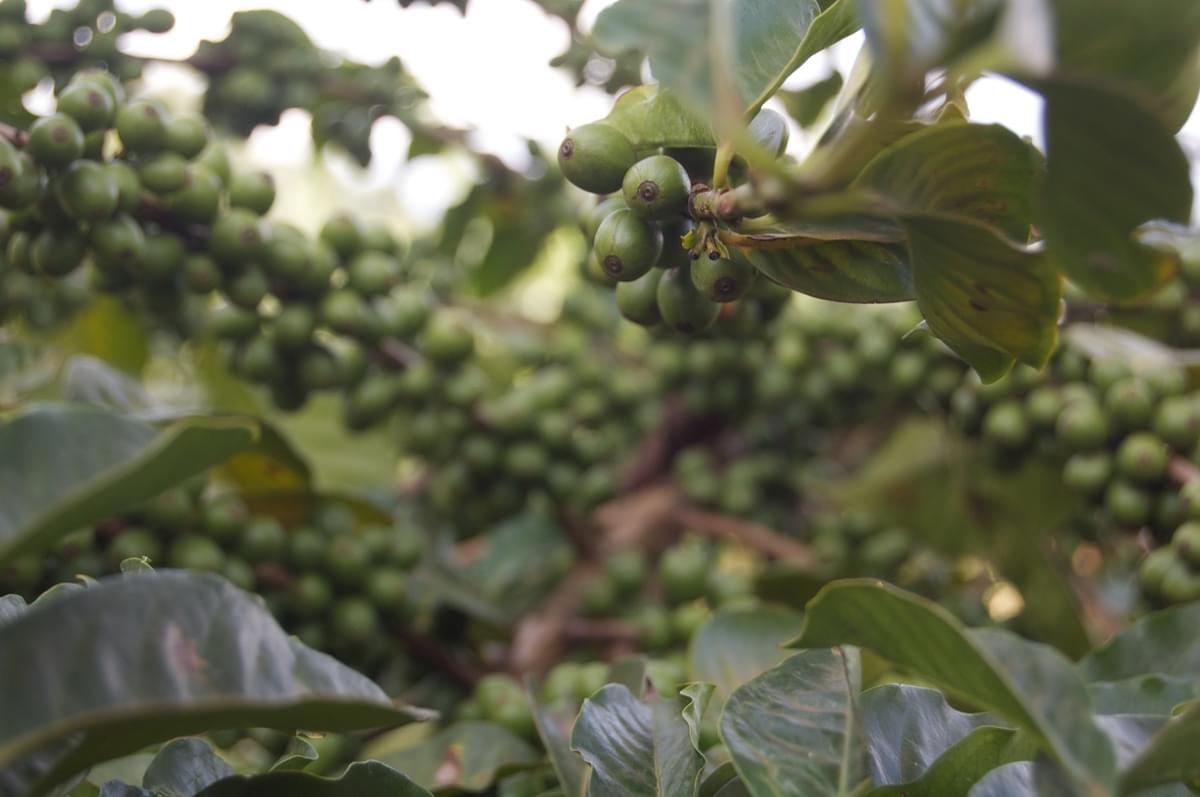 World Coffee Research | sl28