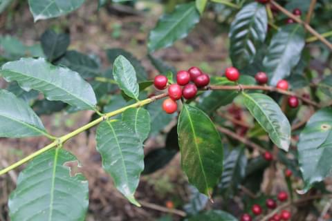 Typica 1