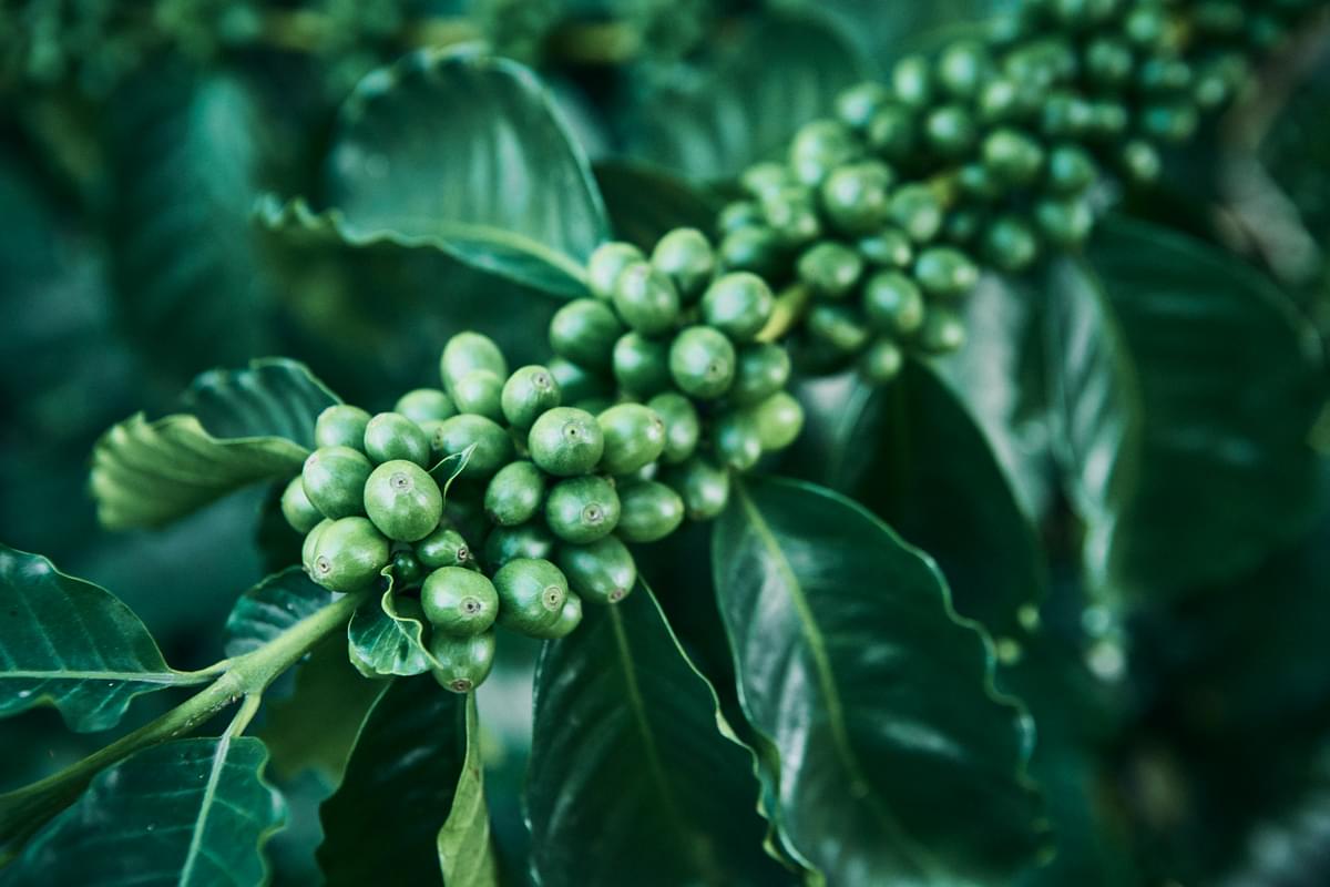 World Coffee Research | Varieties Arabica Listing Page