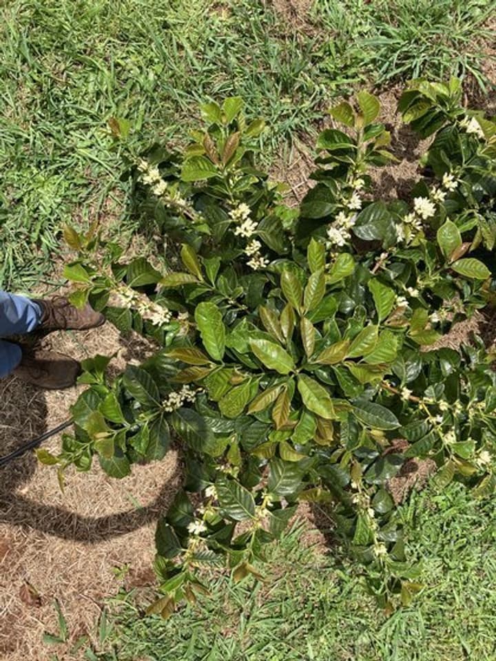 Australia coffee flowering width 420