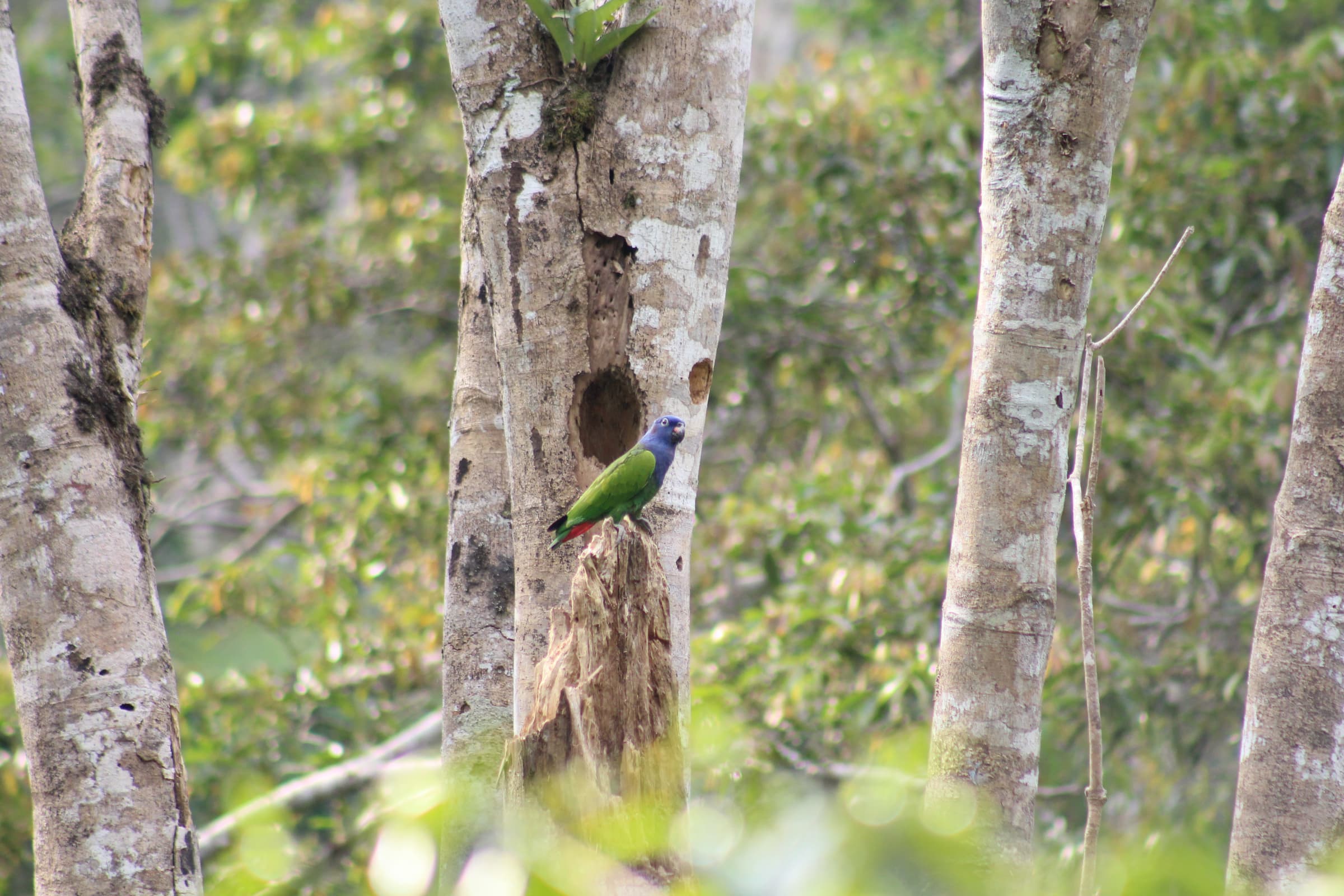 Blue headed parrot nest in Dendropanax arboreus