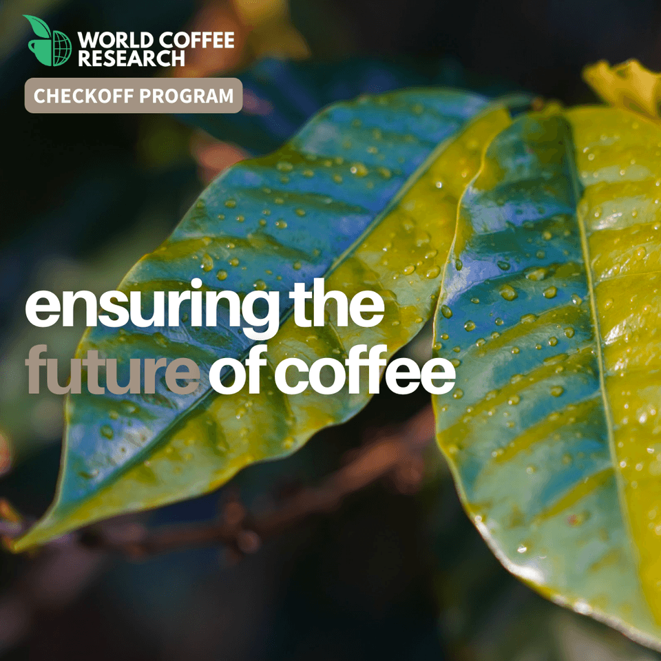 Ensuring the future of coffee