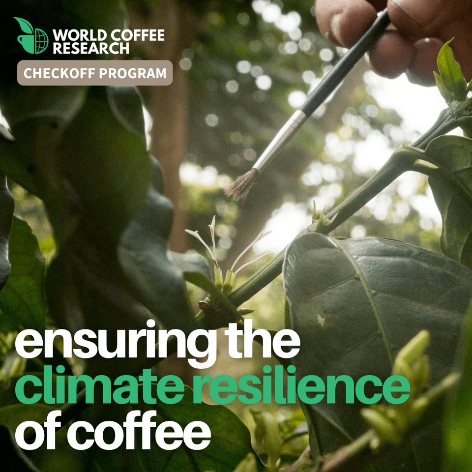 Ensuring the climate resilience of coffee