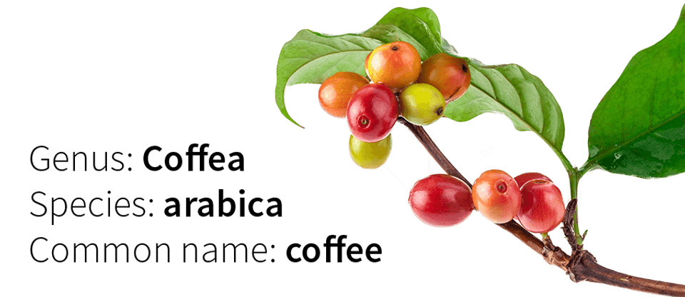 Coffea arabica original