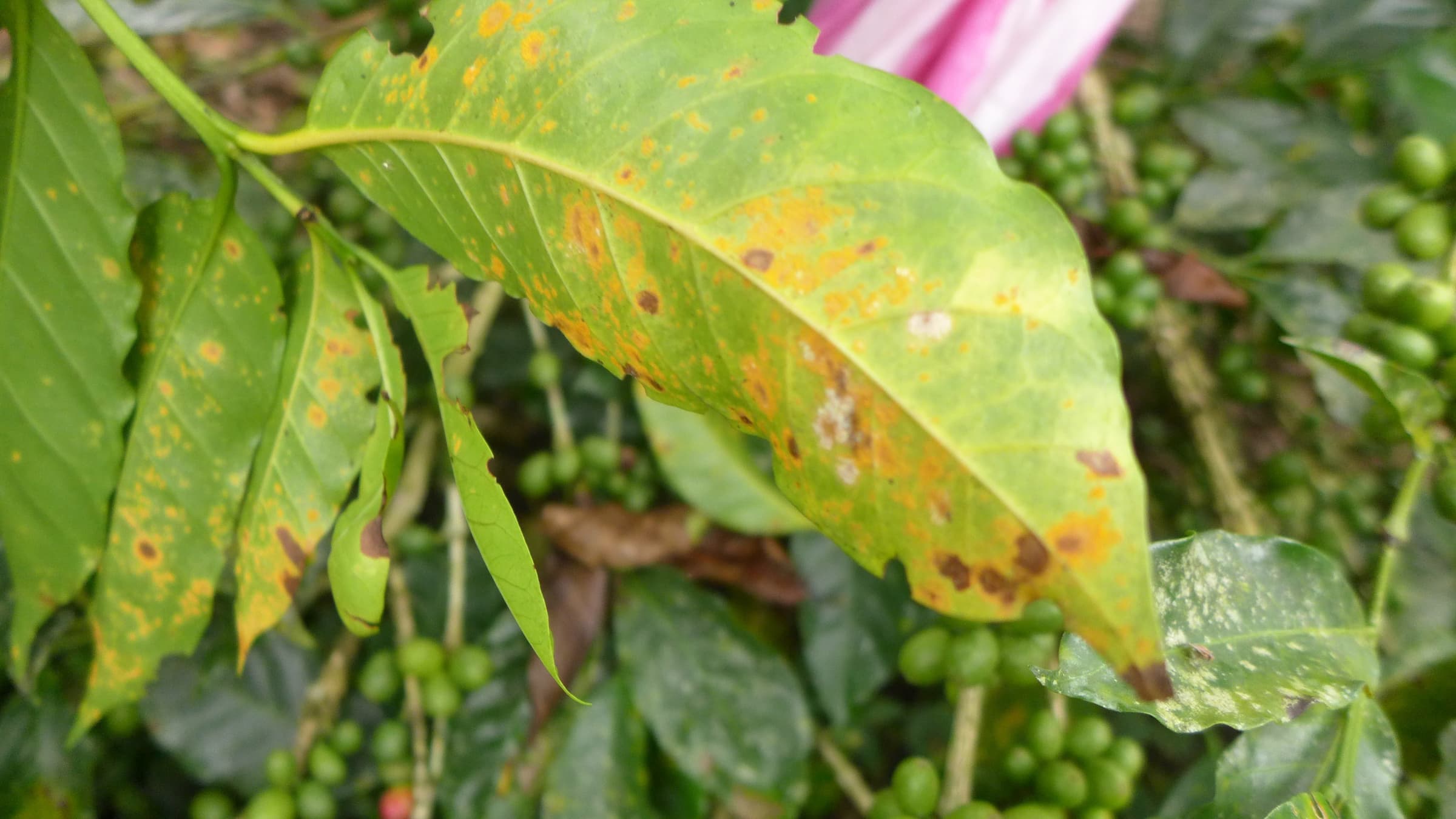 Coffee leaf rust photo original