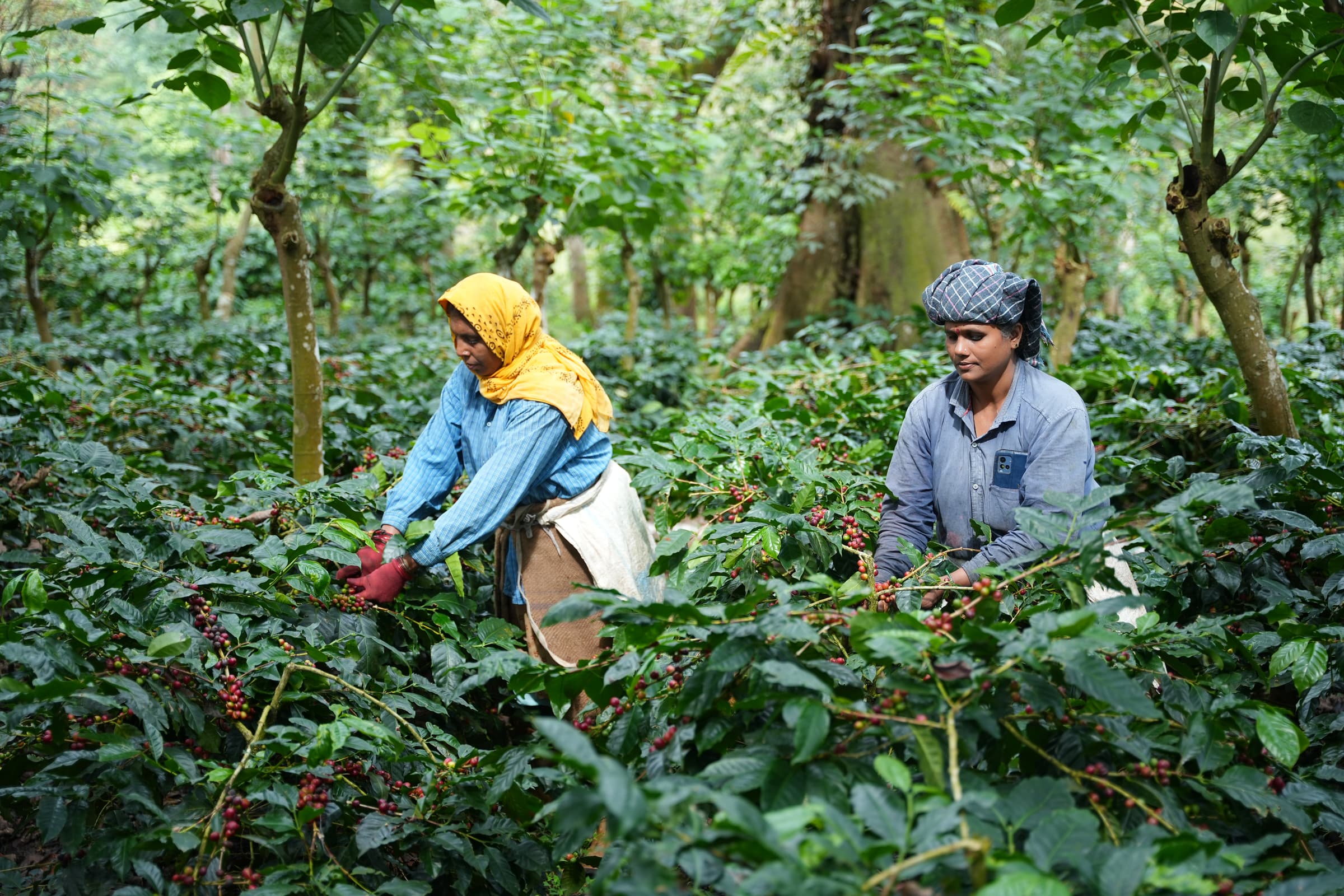 Harvesters pick coffee from CCRI's research plots in Balehonnur, Karnakata India.