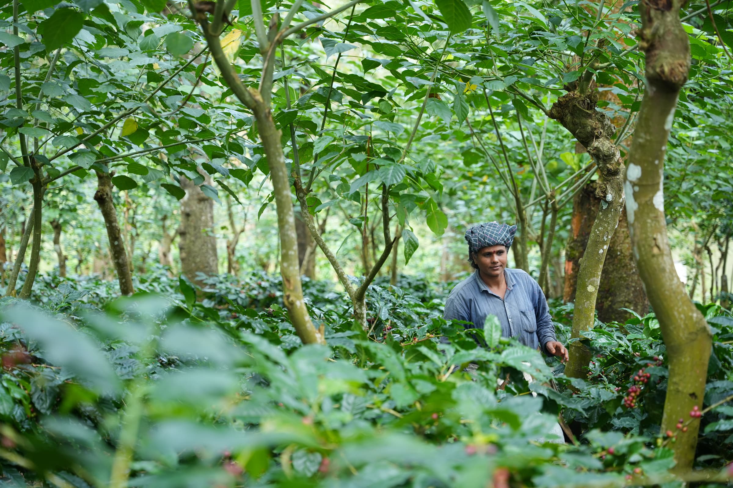 A farm laborer walks amongst the fields at the CCRI trial site, where complex, multi-crop agroforestry sytems have been installed to prevent susceptibility to white stem borer, a pest that invades tree bark in areas of sun exposure.