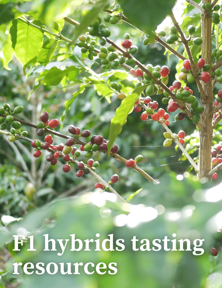 F1 hybrids tasting resources thumbnail