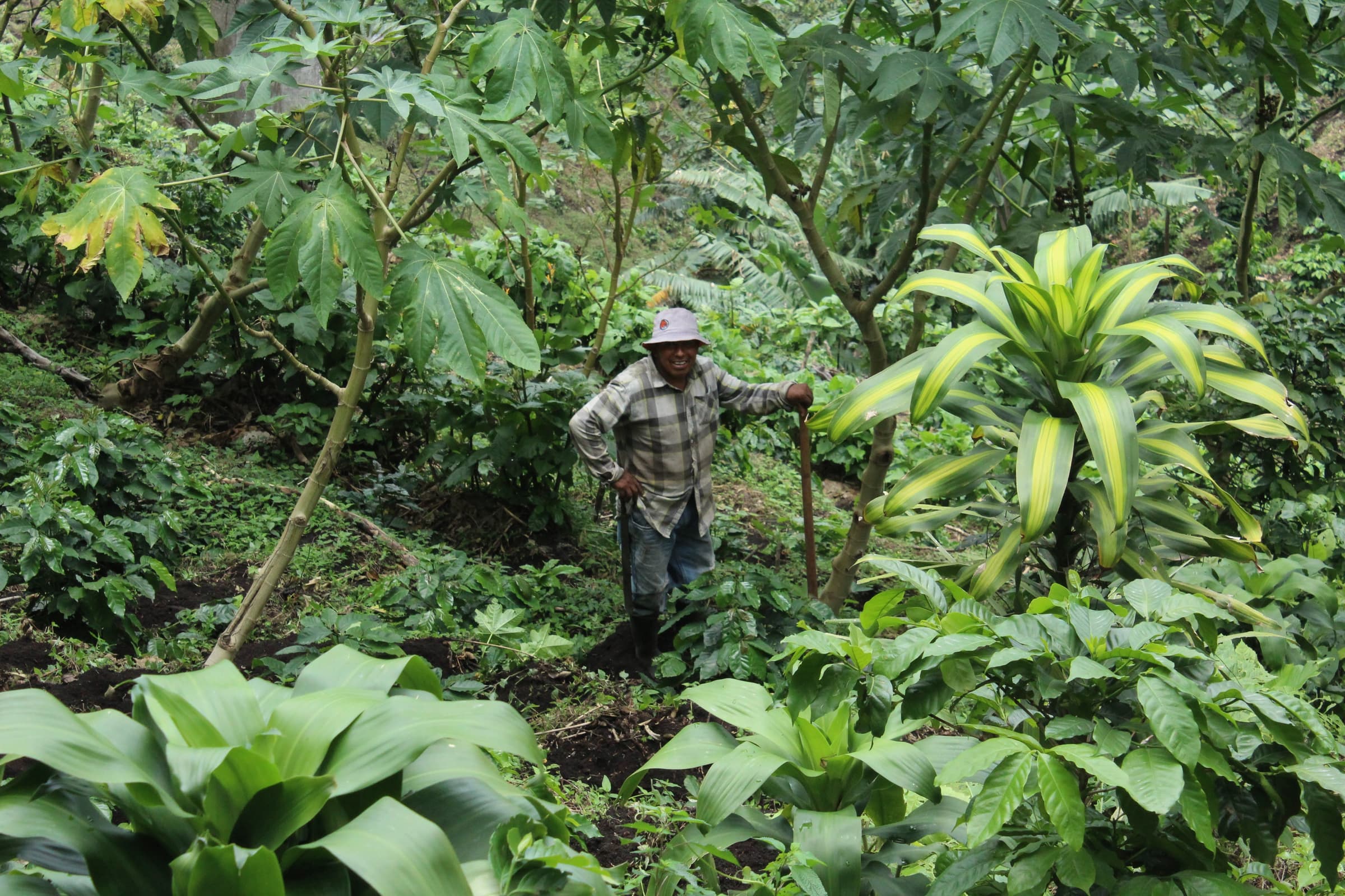 Farmer with F1 hybrid at Maya Quiche Associatio original