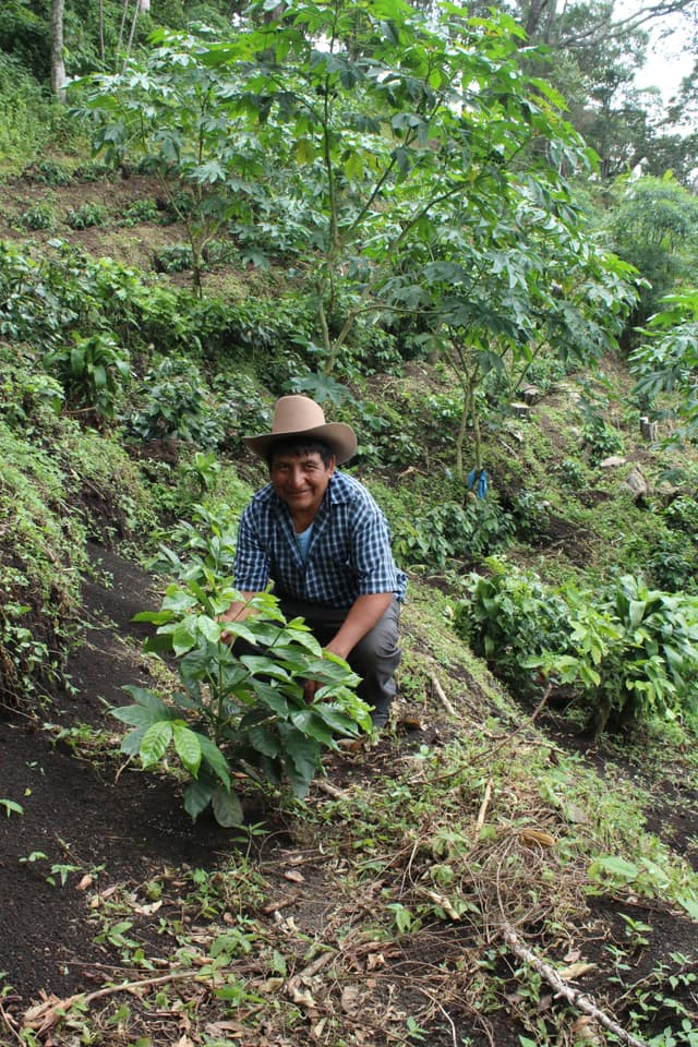 Farmer with the F1 hybrid Santos at Maya Quiche original