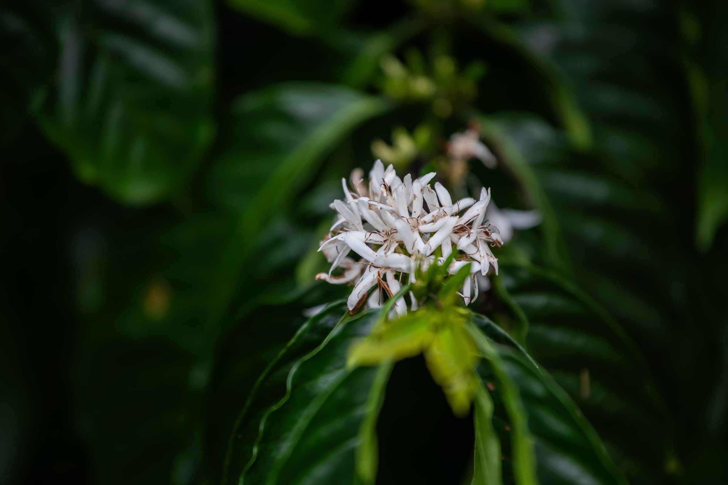 Fieldtrip Turrialba 0117 1