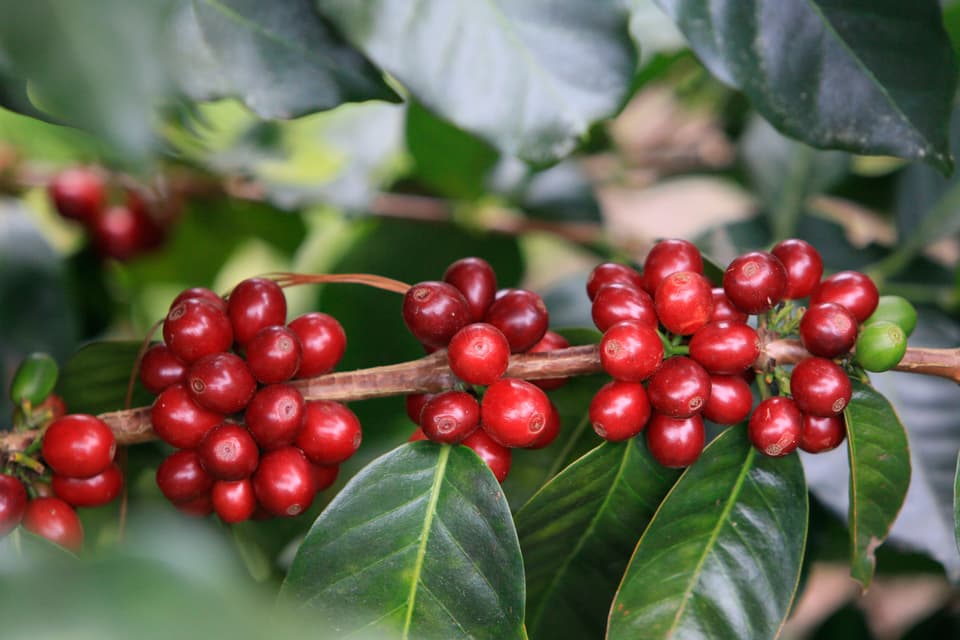 Sweetmarias lempira variety in honduras 3