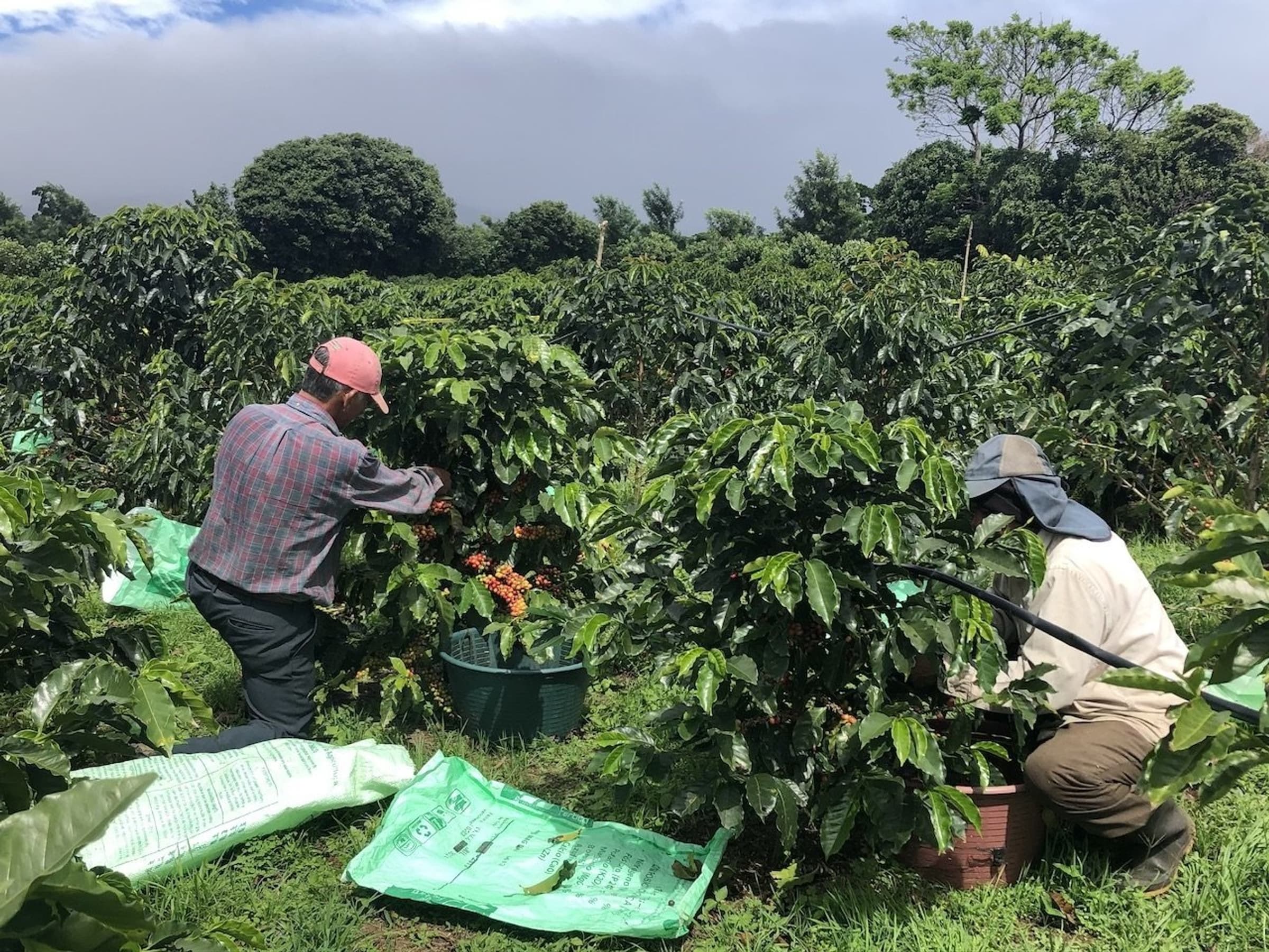 Harvesting the new F1 at the Alsacia Farm Sta width 1280