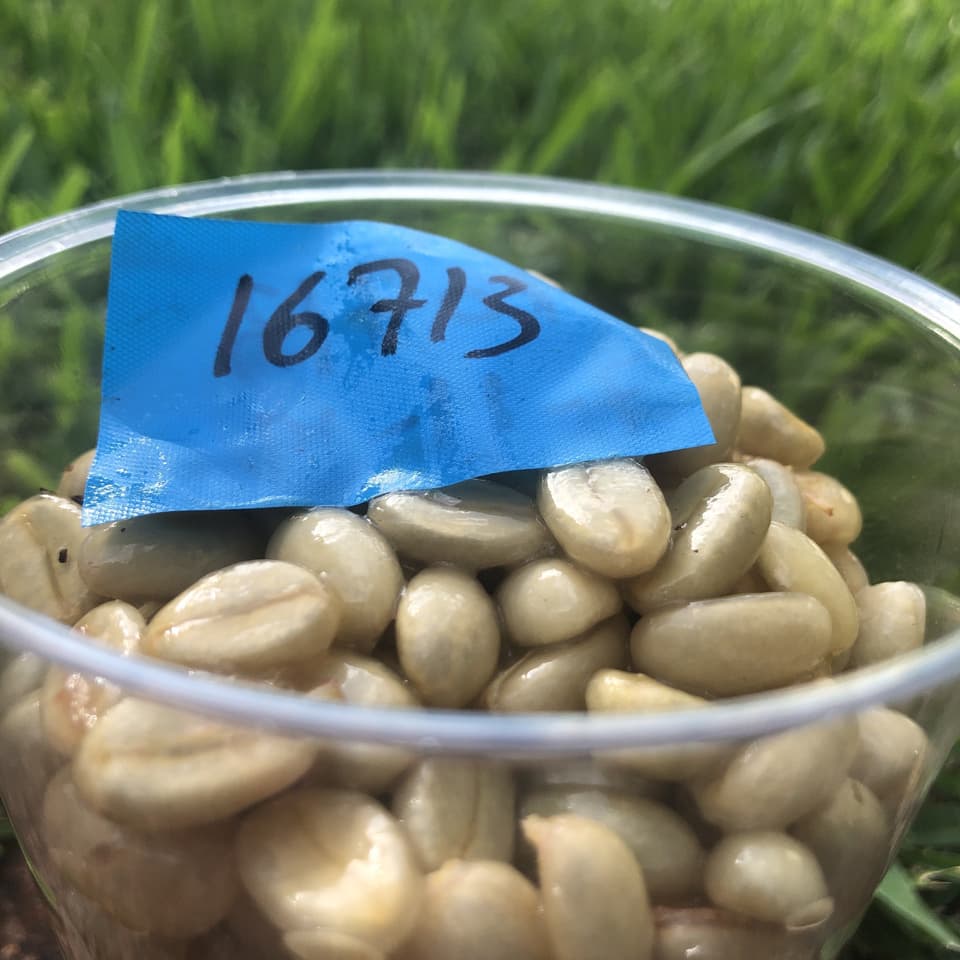 IMG 3570 1 Tiny fermentation tanks Seeds harv original