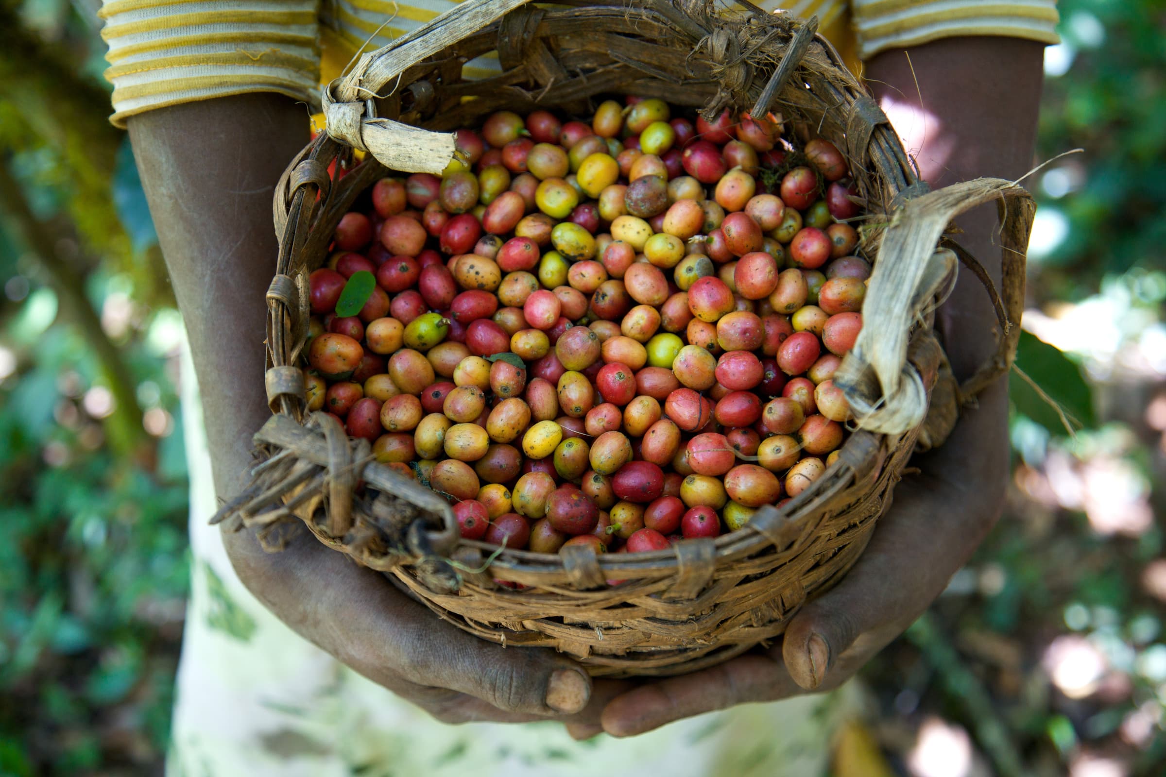 Wild-forest harvested coffee, Kaffa Bioreserve