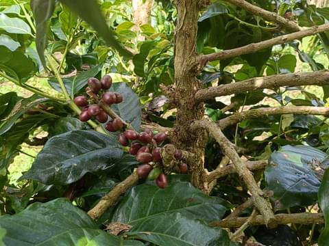 IMLVT Indonesia IPR 107 3