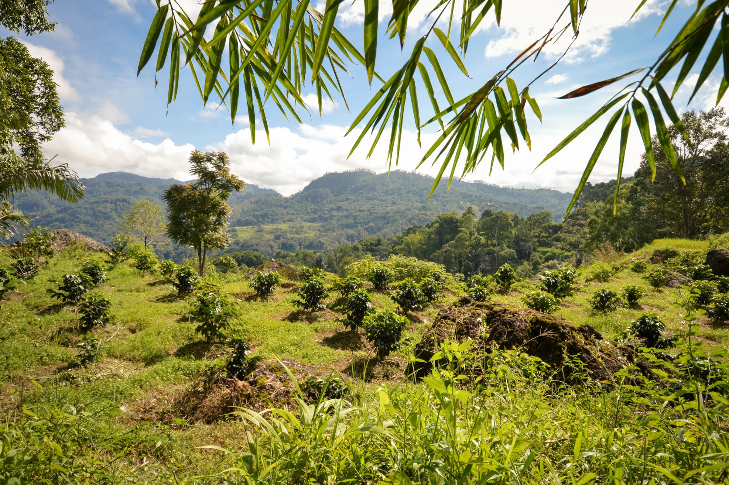 Indonesia toraja