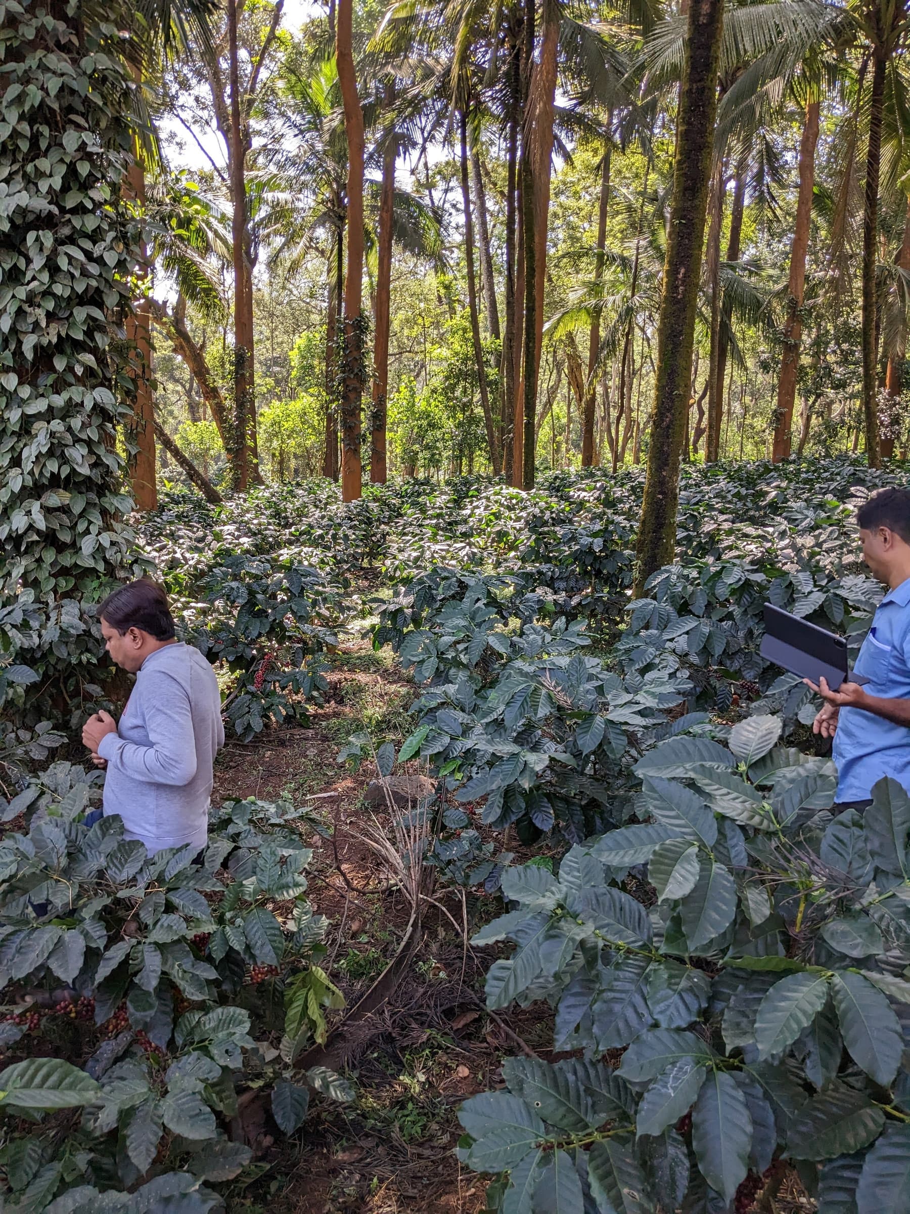 Robusta agroforestry system, with black pepper vines and multiple shade species.