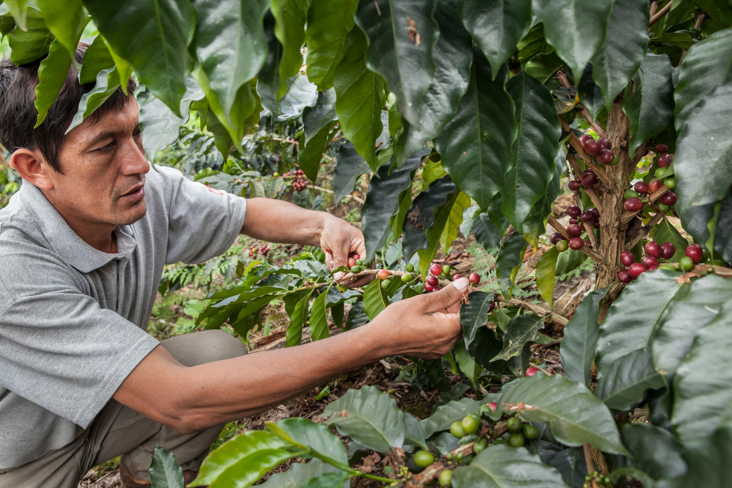 Picking coffee