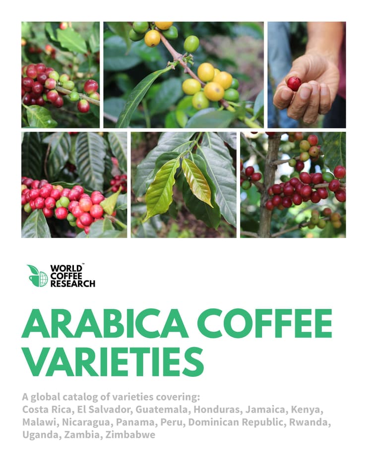 Arabica Coffee Varieties Cover