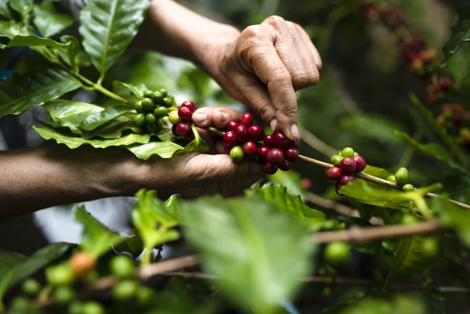 Picking cherry 1