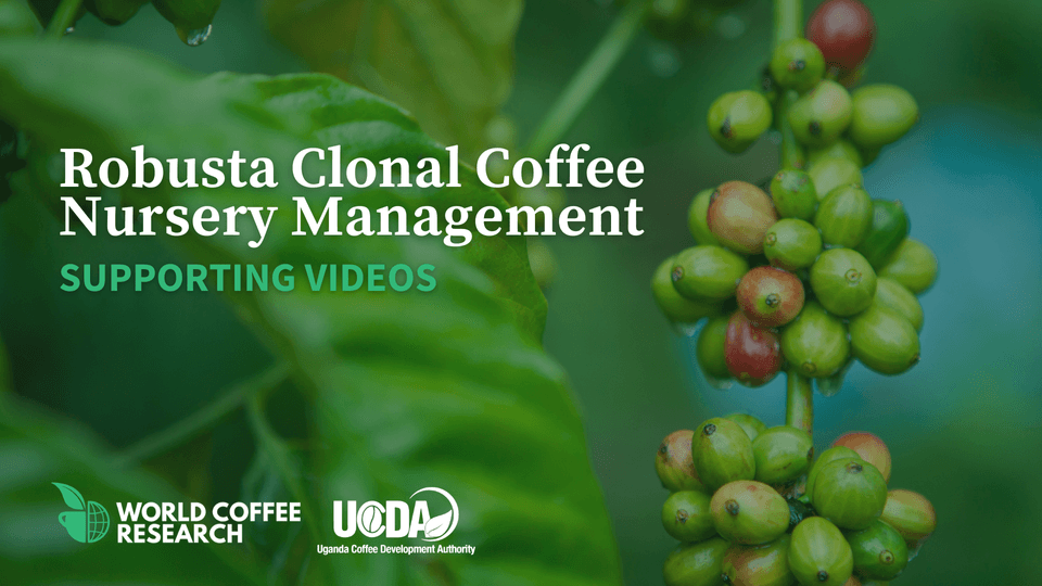 Robusta video thumbnail