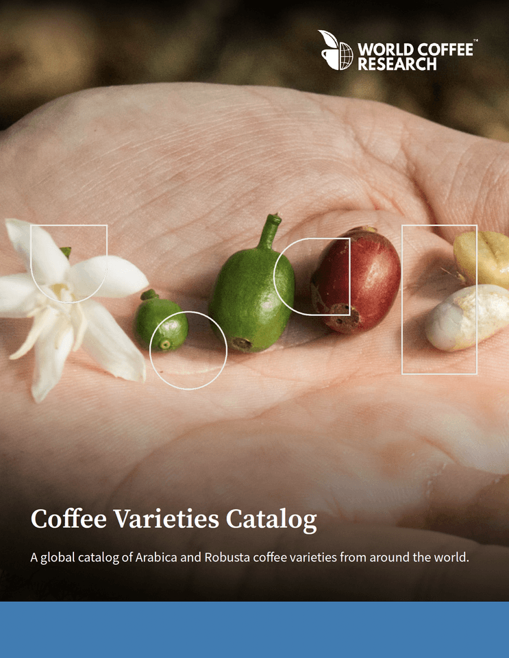 Challenging and enriching to study”: Exploring robusta coffee's genetic diversity - Perfect Daily Grind