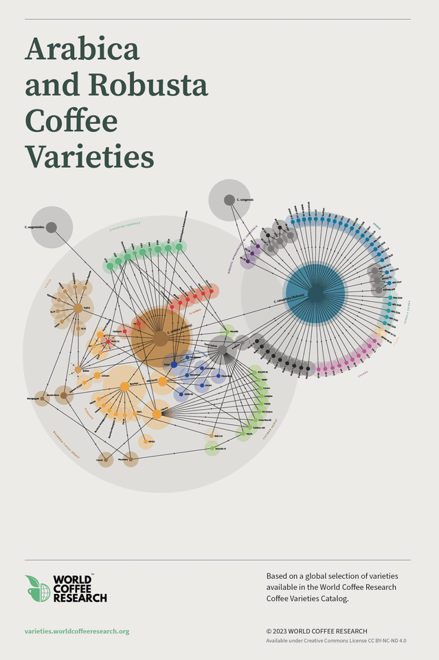 Challenging and enriching to study”: Exploring robusta coffee's genetic diversity - Perfect Daily Grind