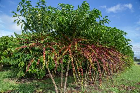 World Coffee Research