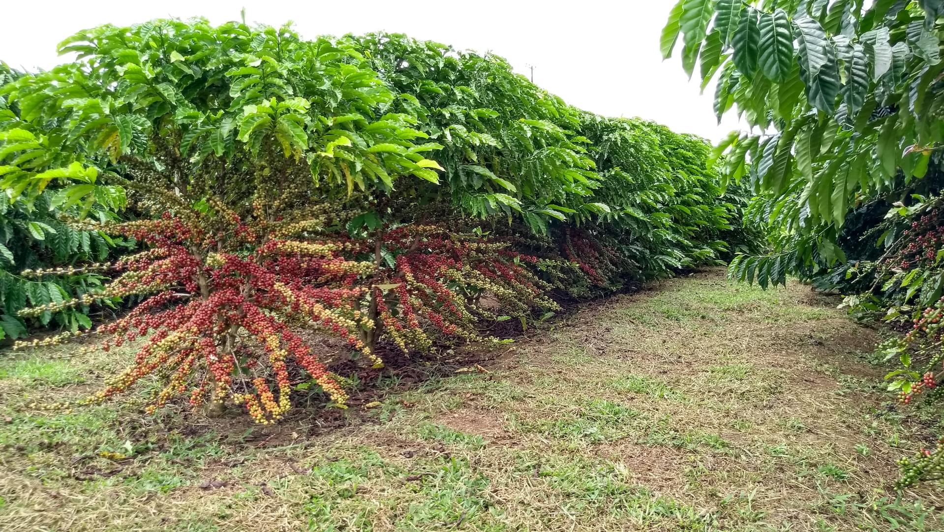 World Coffee Research | Varieties Robusta Listing Page