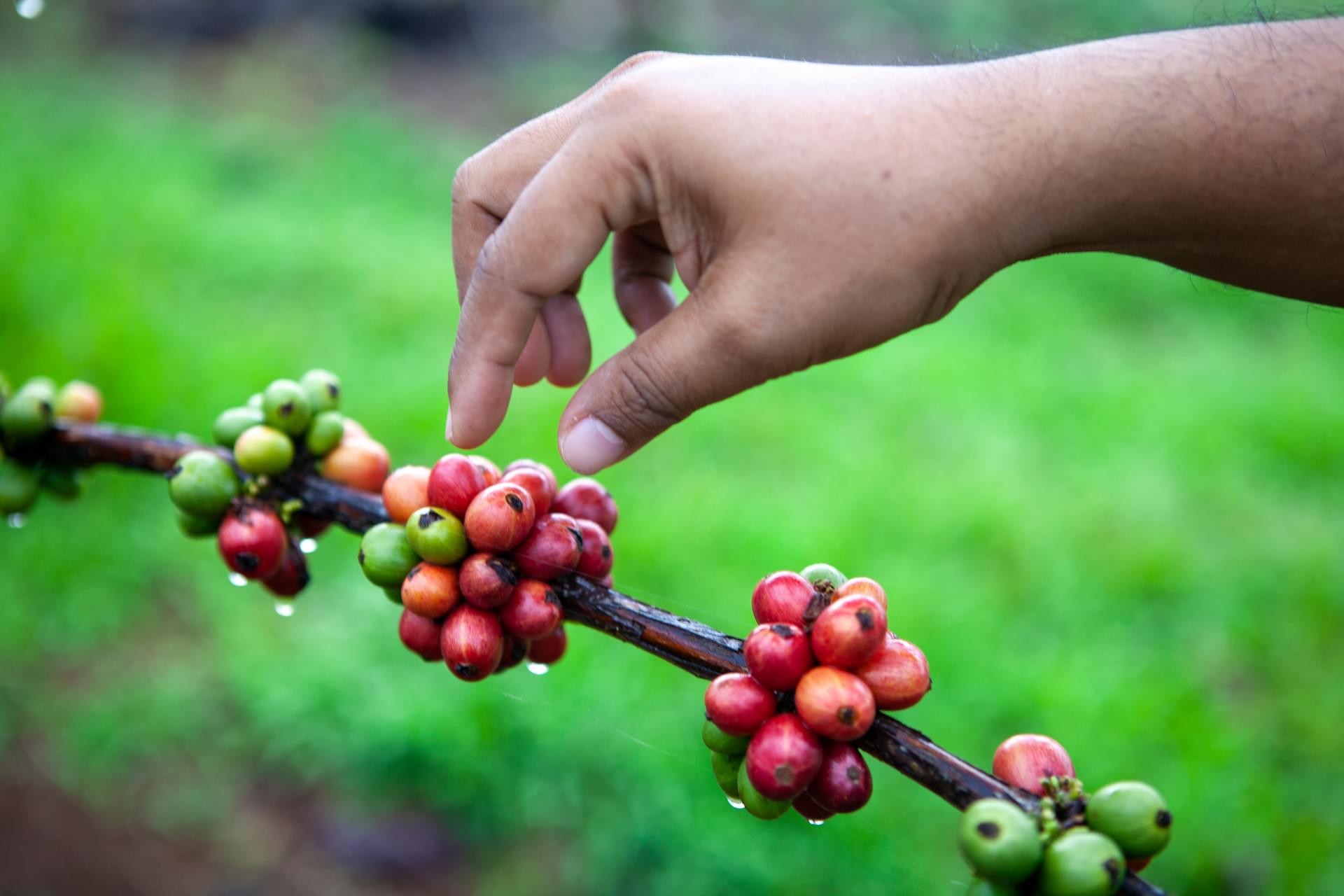 World Coffee Research Robusta
