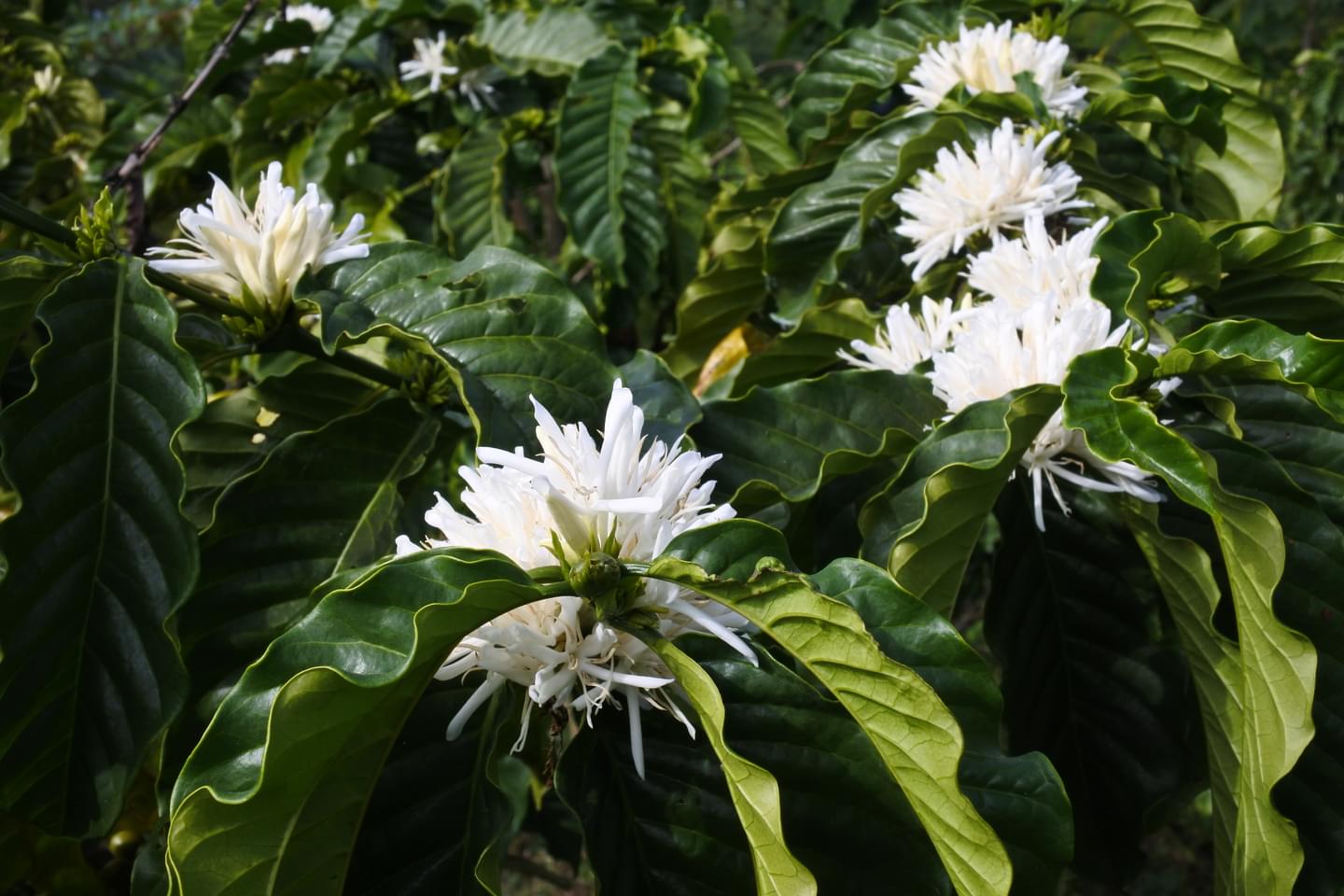 World Coffee Research | Robusta
